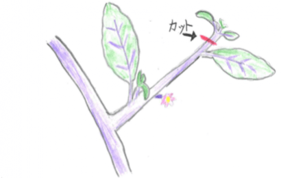 ナスの剪定