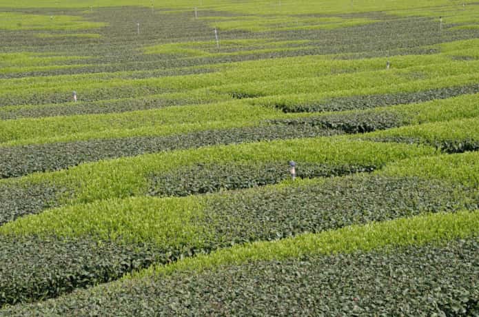 霜害を受けた茶畑