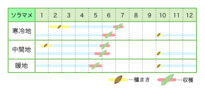 ソラマメ 基本の育て方と本格的な栽培のコツ 農業 ガーデニング 園芸 家庭菜園マガジン Agri Pick