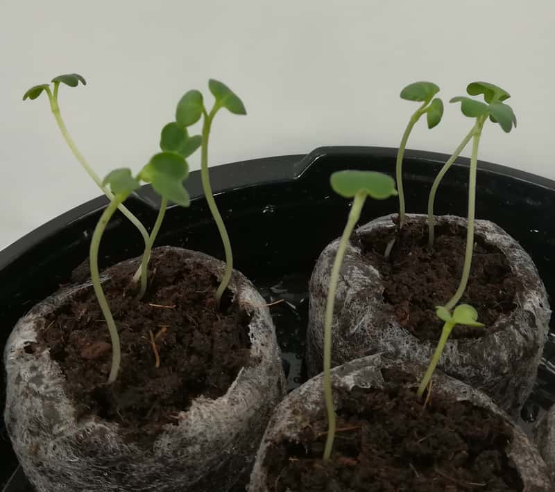 芽が出た様子