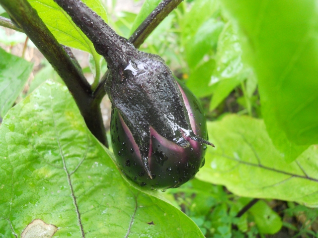 ナスの実