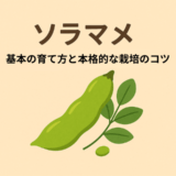 そらまめ基本の育て方と本格的な栽培のコツ