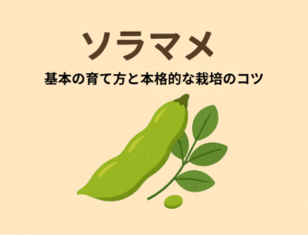 そらまめ基本の育て方と本格的な栽培のコツ