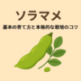 そらまめ基本の育て方と本格的な栽培のコツ