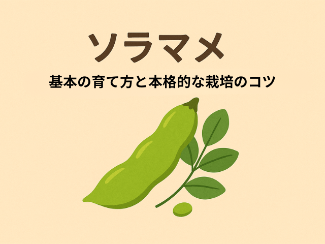 そらまめ基本の育て方と本格的な栽培のコツ