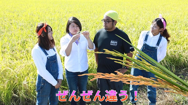 イネの様子を見る4人