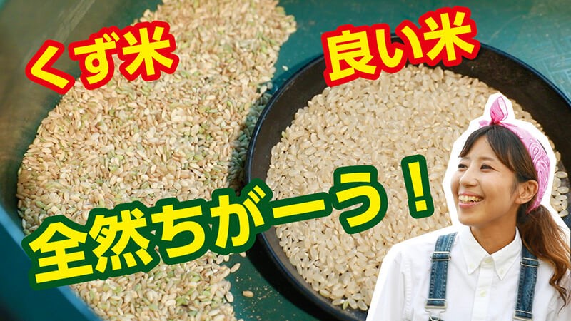 くず米と良い米の違い