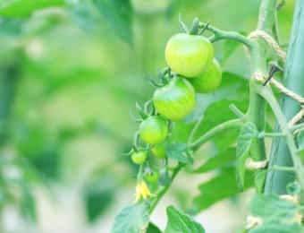 ミニトマトと支柱