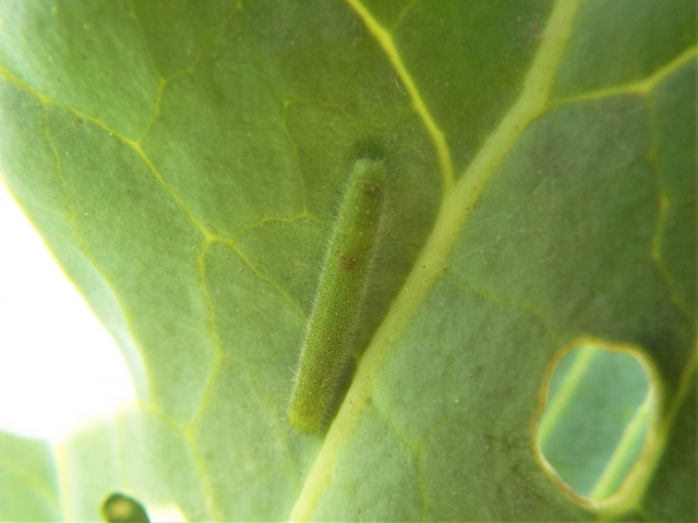 害虫 青虫