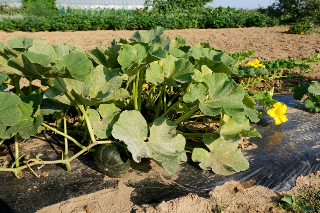 カボチャ 基本の育て方と本格的な栽培のコツ 農業 ガーデニング