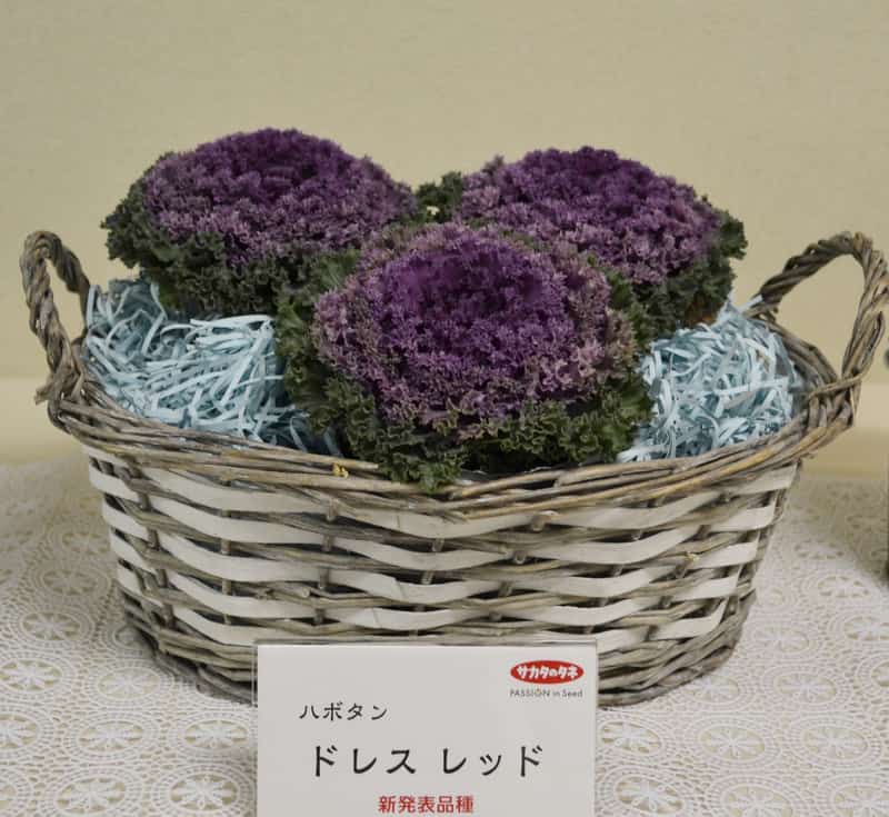 ドレスレッド