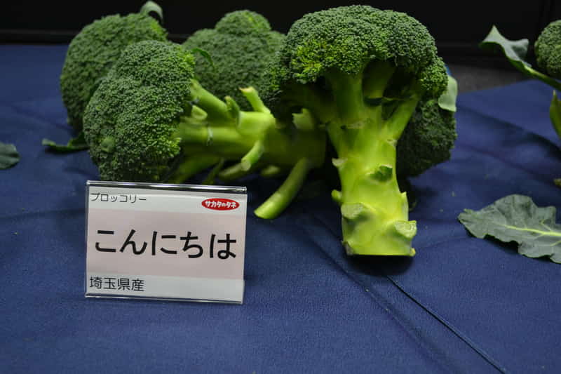 ブロッコリー「こんにちは」