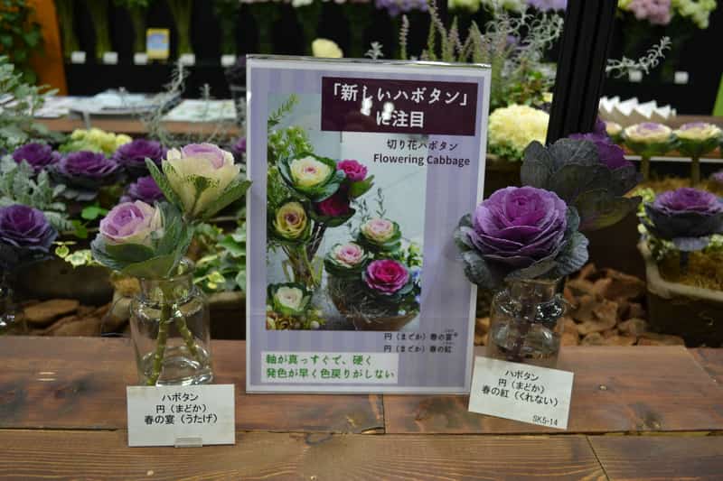 切り花ハボタン