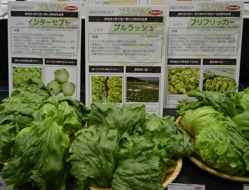 さまざまな品種のレタス