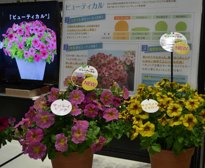 ビューティカル展示
