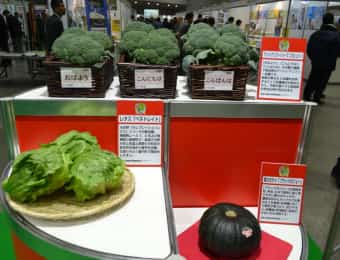 サカタフェア注目の野菜