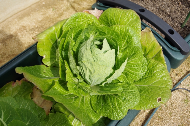 プランターで白菜を栽培