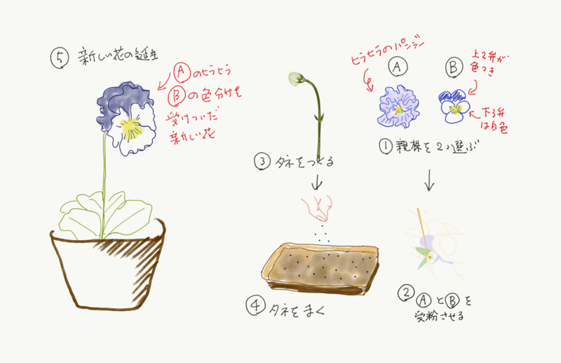 パンジー・ビオラの交配方法