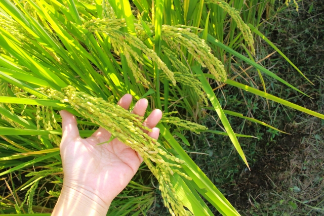 米作り初心者必見 土づくり専門家が教える お米ができるまで 農業 ガーデニング 園芸 家庭菜園マガジン Agri Pick