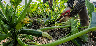 ズッキーニ 基本の育て方と本格的な栽培のコツ 農業 ガーデニング 園芸 家庭菜園マガジン Agri Pick