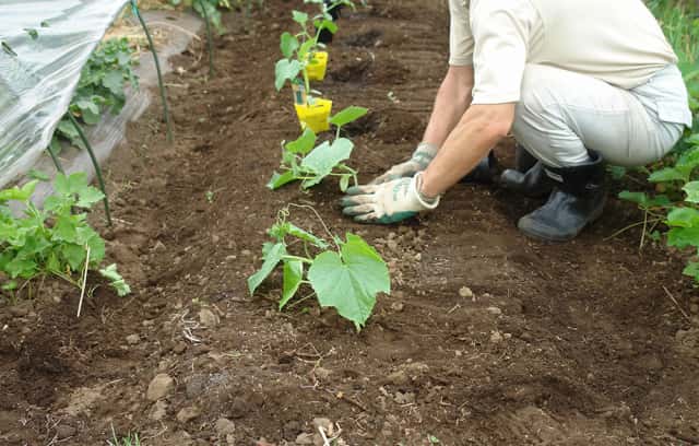 苗を植えている福田先生