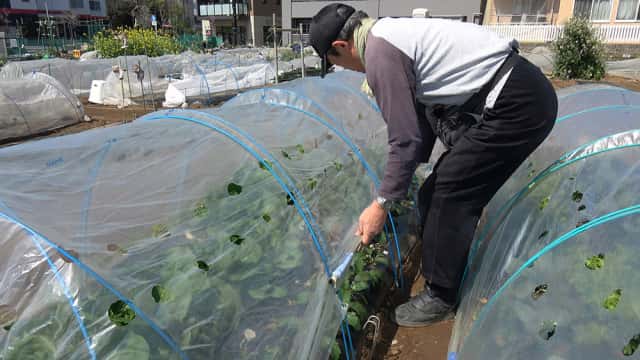 防虫ネットをかけている福田先生