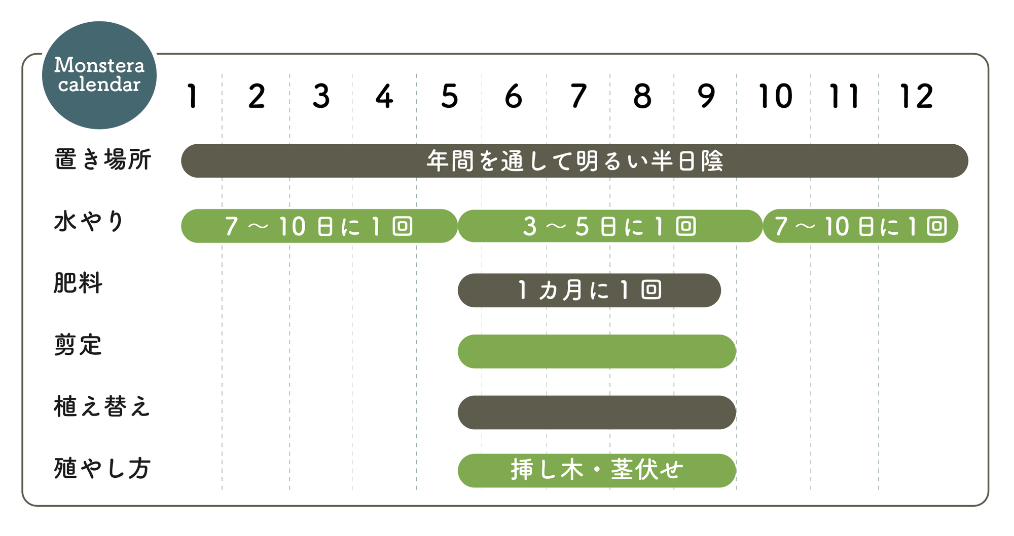 モンステラの栽培カレンダー