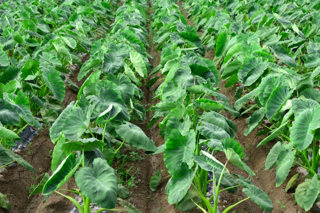 サトイモ 里芋 基本の育て方と本格的な栽培のコツ 農業 ガーデニング 園芸 家庭菜園マガジン Agri Pick