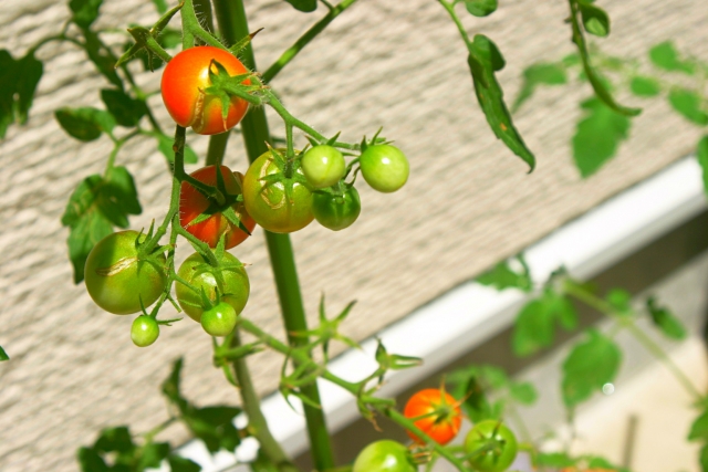 簡単にできる ミニトマトの支柱の立て方 支柱のいらない品種も紹介 農業 ガーデニング 園芸 家庭菜園マガジン Agri Pick