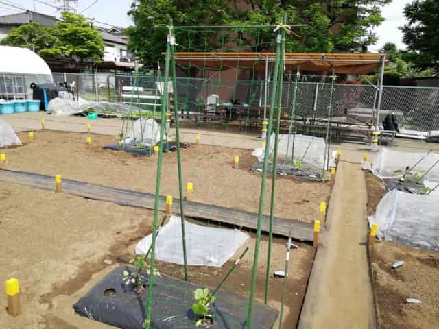 キュウリ栽培がうまくいく支柱の立て方 支柱の高さや間隔 便利なアイテムも 農業 ガーデニング 園芸 家庭菜園マガジン Agri Pick
