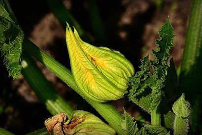 ズッキーニ 基本の育て方と本格的な栽培のコツ 農業 ガーデニング 園芸 家庭菜園マガジン Agri Pick