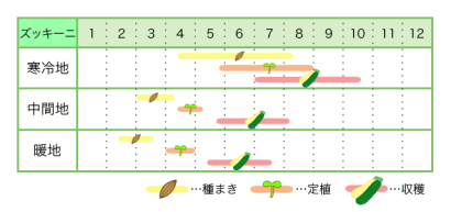 ズッキーニ 基本の育て方と本格的な栽培のコツ 農業 ガーデニング 園芸 家庭菜園マガジン Agri Pick