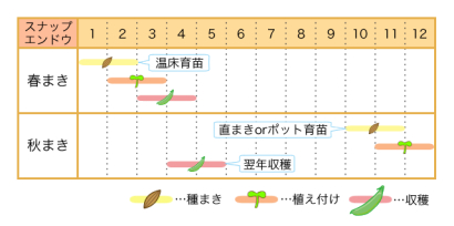 菜園のプロ監修 スナップエンドウの栽培方法とおすすめ品種 農業 ガーデニング 園芸 家庭菜園マガジン Agri Pick