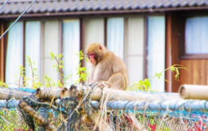 民家まで近づく猿