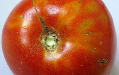 症状からわかるトマト ミニトマトの害虫 農業 ガーデニング 園芸 家庭菜園マガジン Agri Pick