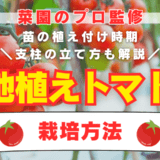【菜園のプロ監修】地植えトマトの栽培方法