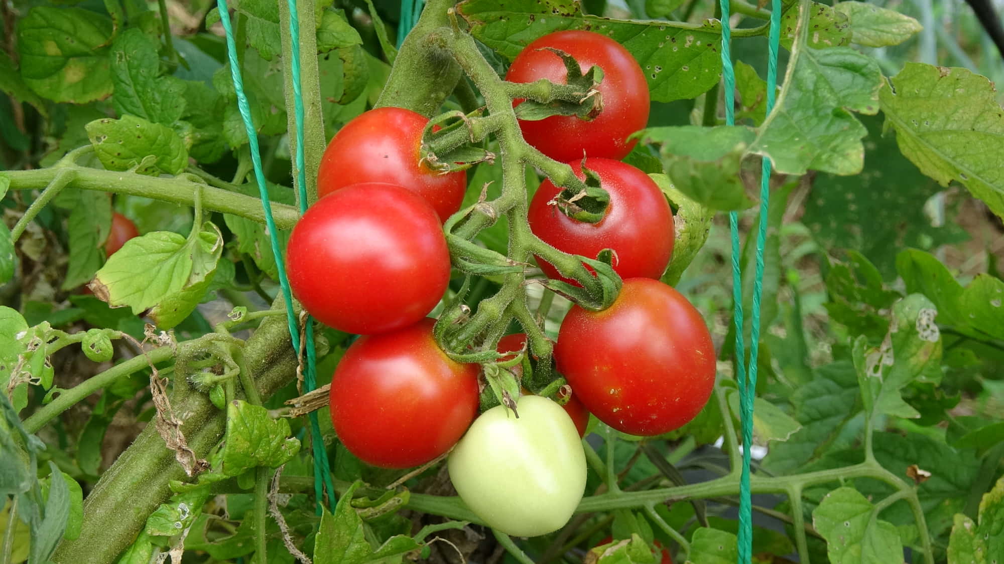 菜園のプロ監修 トマトの栽培方法 苗の植え付け時期や支柱の立て方