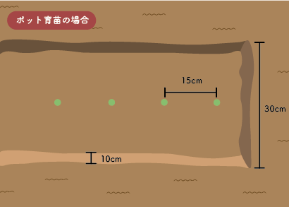 スナップエンドウポット育苗の畝の説明