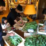 タカナの塩漬け作業