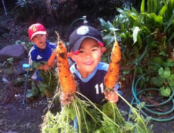 ニンジンの収穫をする子ども