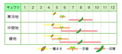 キュウリ 基本の育て方と本格的な栽培のコツ 農業 ガーデニング 園芸 家庭菜園マガジン Agri Pick