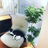 シェフレラ・ホンコン・コンパクタ
