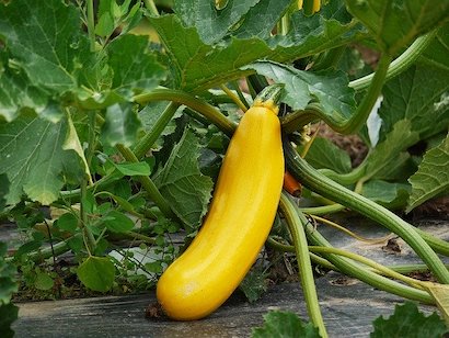 ズッキーニ 基本の育て方と本格的な栽培のコツ 農業 ガーデニング 園芸 家庭菜園マガジン Agri Pick