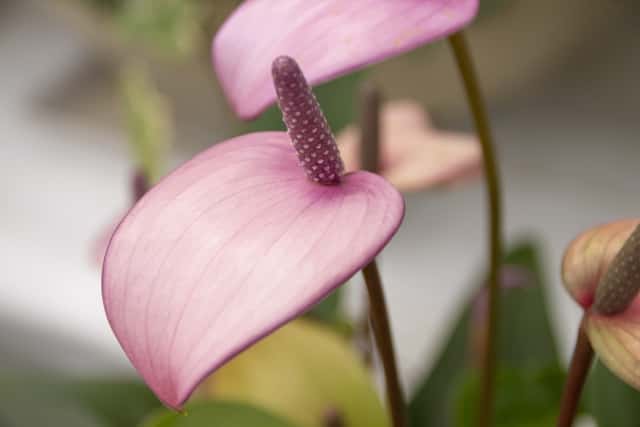 観葉植物のプロに聞く アンスリウム の種類と育て方 農業 ガーデニング 園芸 家庭菜園マガジン Agri Pick