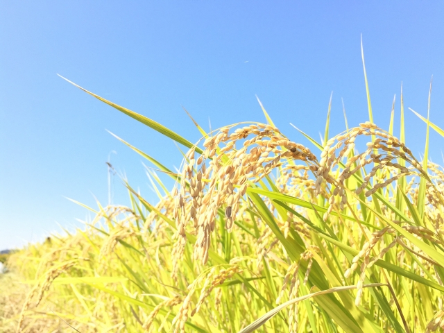 適期の収穫で収量と品質up 初心者にもわかりやすい米の収穫 農業 ガーデニング 園芸 家庭菜園マガジン Agri Pick