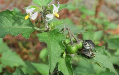 症状からわかるナスの害虫 農業 ガーデニング 園芸 家庭菜園マガジン Agri Pick