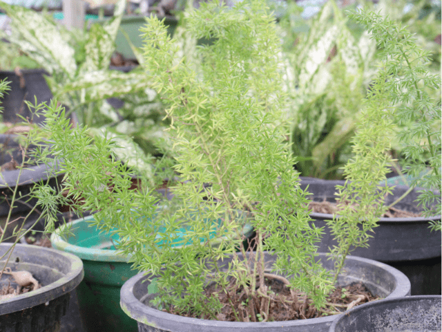 Asparagus fern