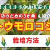 【プロ伝授】トウモロコシの栽培方法、成功のための3か条