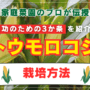【プロ伝授】トウモロコシの栽培方法、成功のための3か条