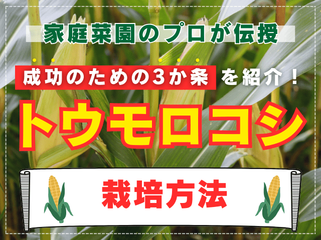 【プロ伝授】トウモロコシの栽培方法、成功のための3か条
